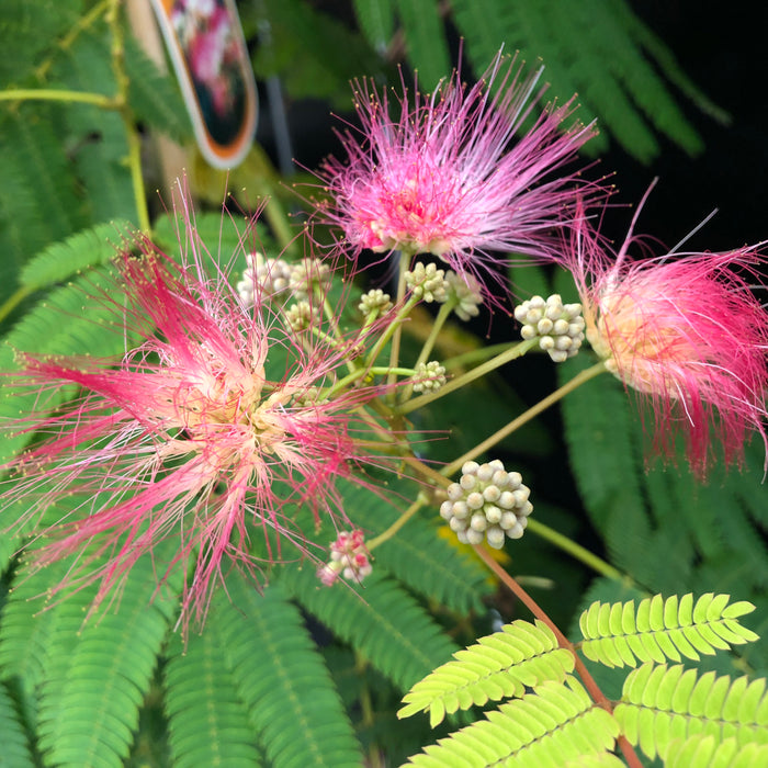 Calliandra Dixie Pink - Despatch From WC 21st March - Plants2Gardens
