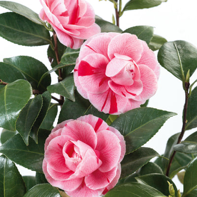 Camellia Bonomiana - Plants2Gardens