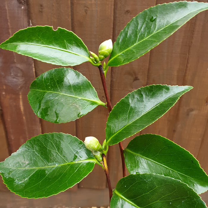 Camellia Bonomiana - Plants2Gardens