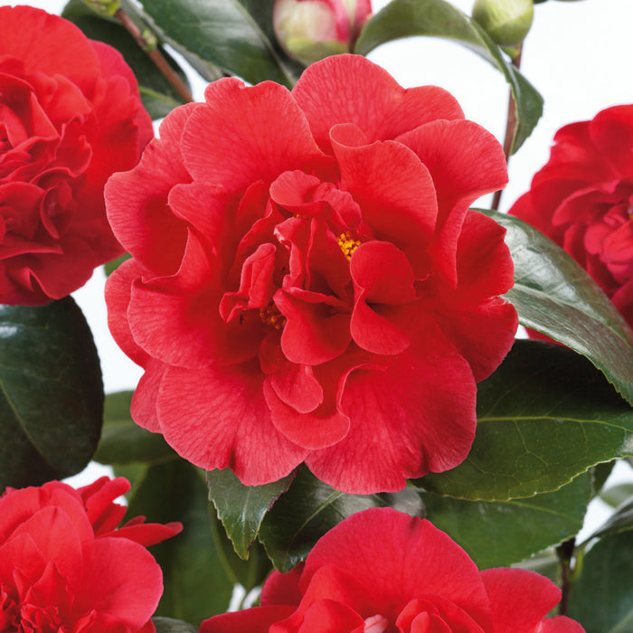 Camellia Choice of Colours with Planter - Plants2Gardens
