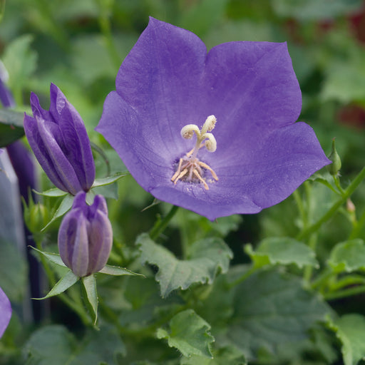 Campanula carpatica Perla Deep Blue 3 Plant Pack - Plants2Gardens