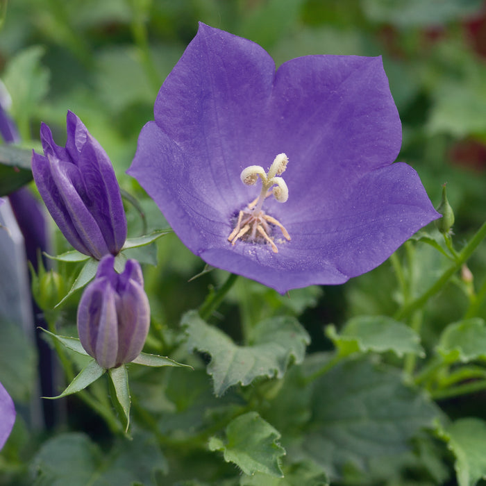 Campanula carpatica Perla Deep Blue 3 Plant Pack - Plants2Gardens