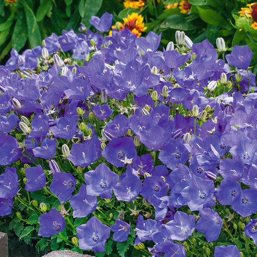 Campanula carpatica Perla Deep Blue 3 Plant Pack - Plants2Gardens