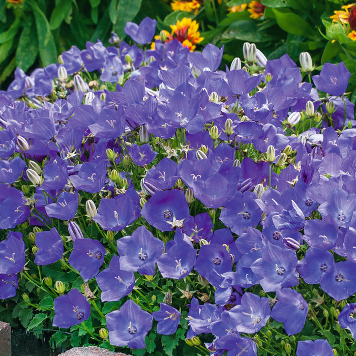 Campanula carpatica Perla Deep Blue 3 Plant Pack - Plants2Gardens