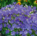 Campanula carpatica Perla Deep Blue 3 Plant Pack - Plants2Gardens