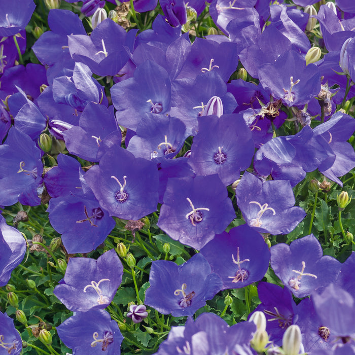 Campanula carpatica Perla Deep Blue 3 Plant Pack - Plants2Gardens