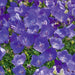 Campanula carpatica Perla Deep Blue 3 Plant Pack - Plants2Gardens