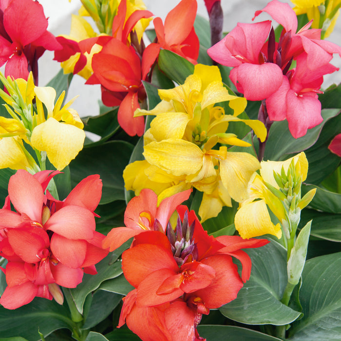 Canna and Square planter - Plants2Gardens