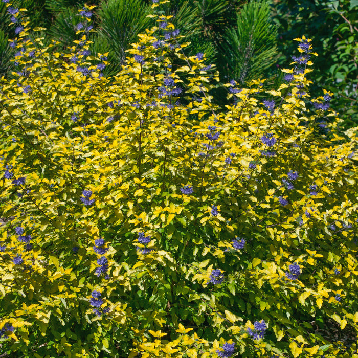 Caryopteris Hint of Gold 3 Ltr - Plants2Gardens
