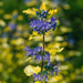 Caryopteris Hint of Gold 3 Ltr - Plants2Gardens