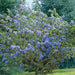 Ceanothus Trewithen Blue 3 Ltr - Plants2Gardens