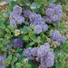 Ceanothus Yankee Point - Despatch From WC 21st March - Plants2Gardens