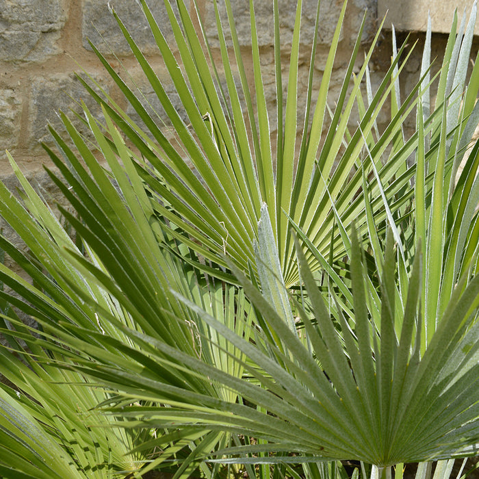 Chamaerops humilis Hardy Mediterranean Fan Palm - Plants2Gardens