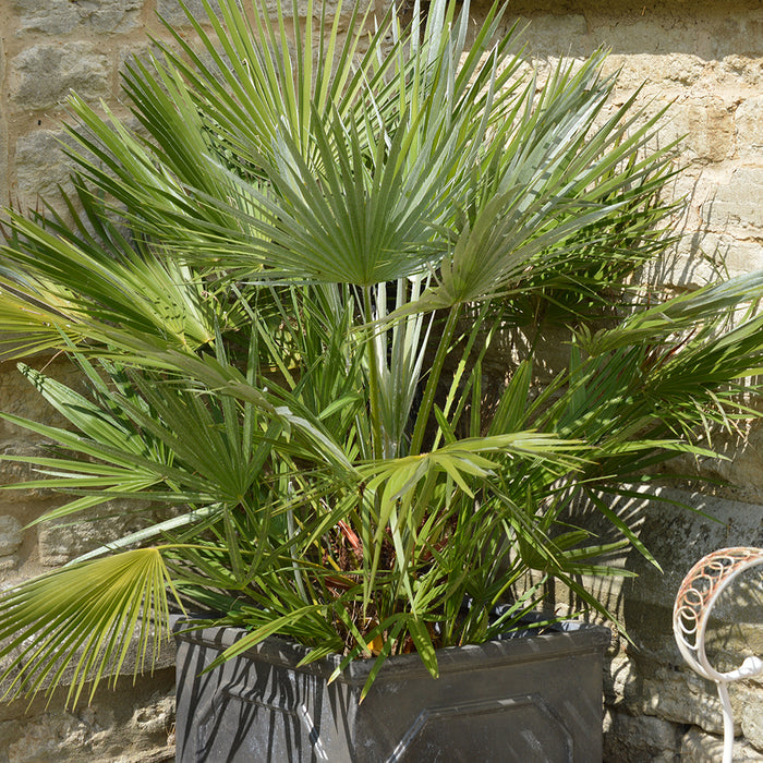 Chamaerops humilis Hardy Mediterranean Fan Palm - Plants2Gardens