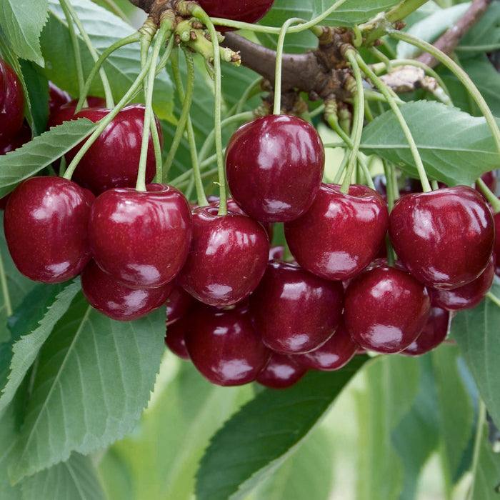 Mini Orchard Fruit Tree Collection - Plants2Gardens