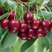 Mini Orchard Fruit Tree Collection - Plants2Gardens