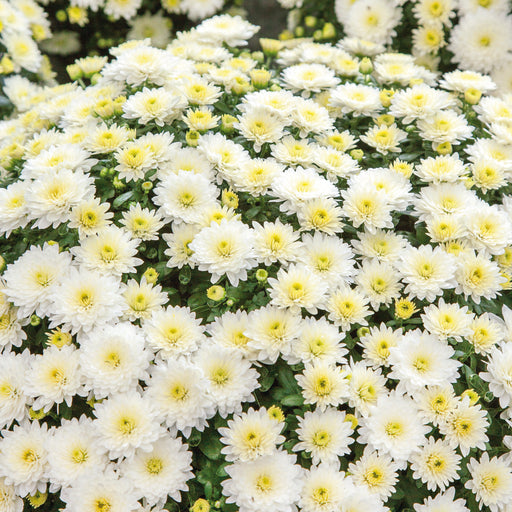 White Chrysanthemum 2 x 3ltr - Plants2Gardens