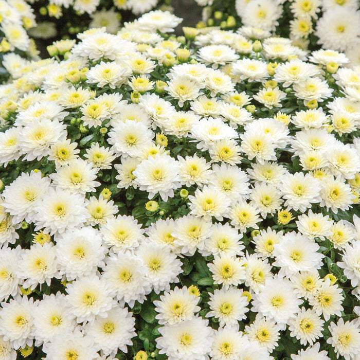 White Chrysanthemum 2 x 3ltr