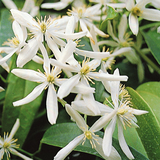 Clematis Enham Star 2 Ltr - Dispatches from 15th January - Plants2Gardens