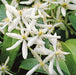Clematis Enham Star 2 Ltr - Dispatches from 15th January - Plants2Gardens