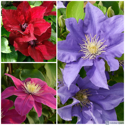 Clematis Patio 3 Plant Collection - Plants2Gardens