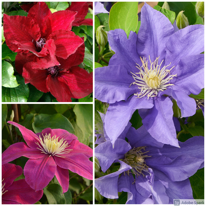 Clematis Patio 3 Plant Collection - Plants2Gardens