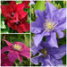 Clematis Patio 3 Plant Collection - Plants2Gardens