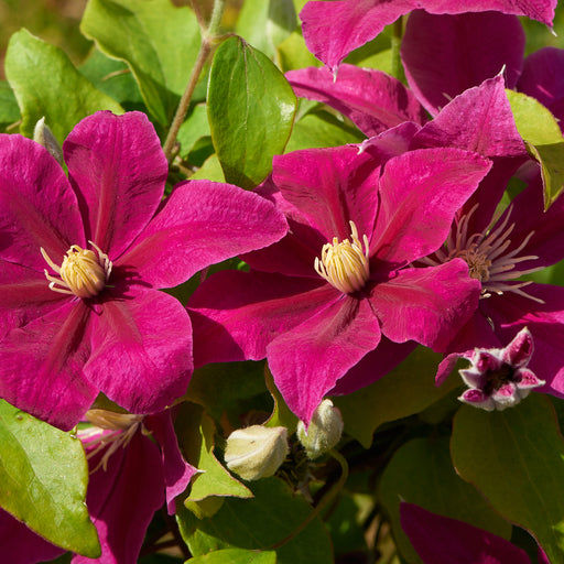 Clematis Patio 3 Plant Collection - Plants2Gardens