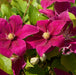 Clematis Patio 3 Plant Collection - Plants2Gardens