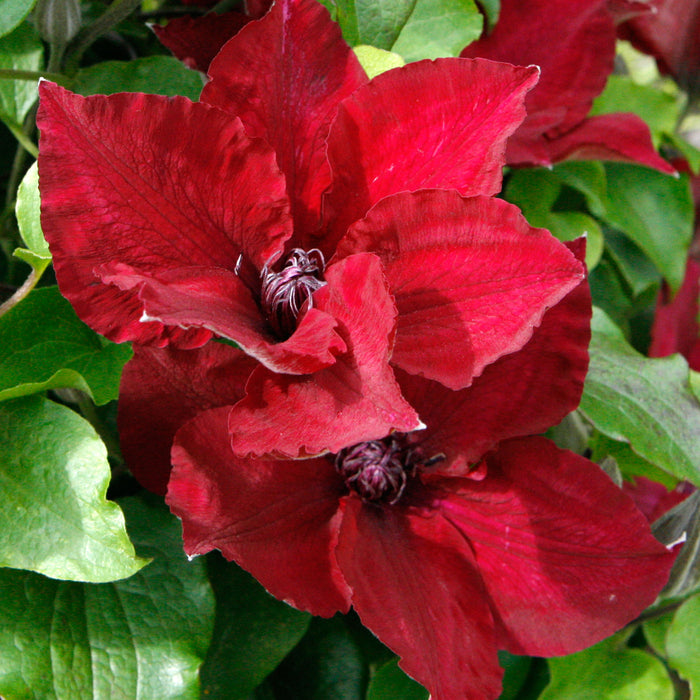 Clematis Patio 3 Plant Collection - Plants2Gardens