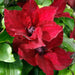 Clematis Patio 3 Plant Collection - Plants2Gardens