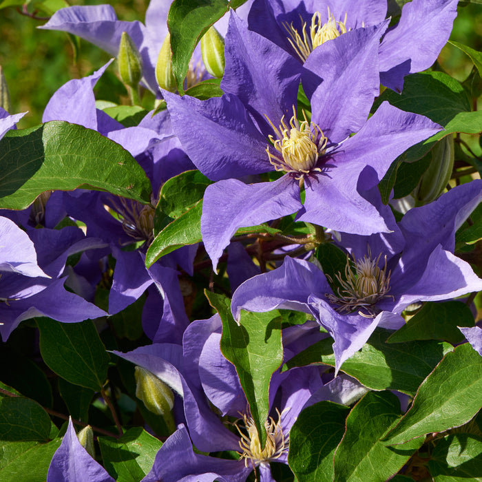 Clematis Patio 3 Plant Collection - Plants2Gardens