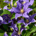 Clematis Patio 3 Plant Collection - Plants2Gardens