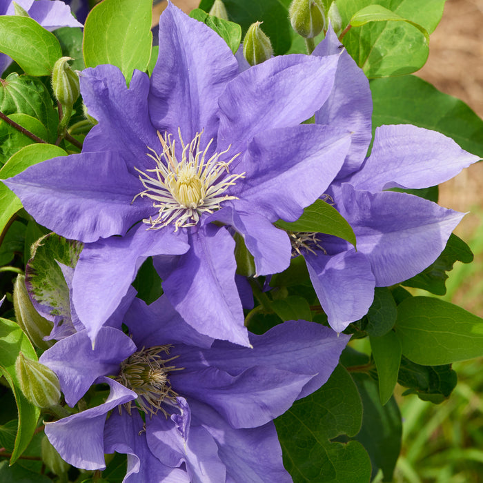 Clematis Patio 3 Plant Collection - Plants2Gardens