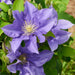 Clematis Patio 3 Plant Collection - Plants2Gardens