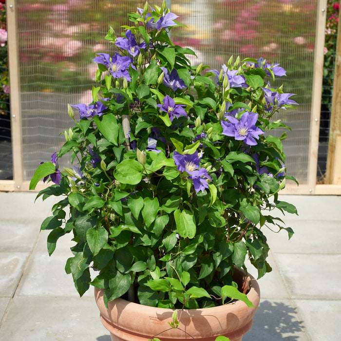 Clematis Patio 3 Plant Collection - Plants2Gardens