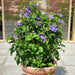 Clematis Patio 3 Plant Collection - Plants2Gardens