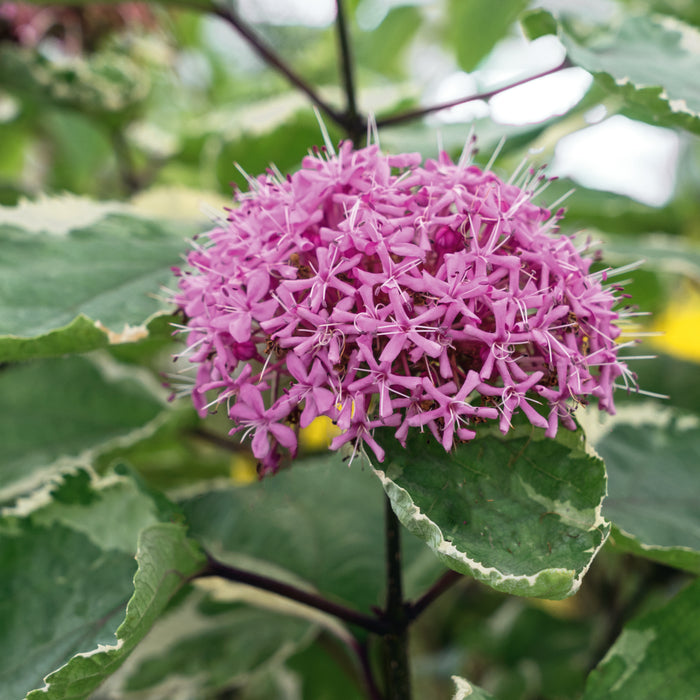 Clerodendrum Pink Diamond - Despatch From WC21st June - Plants2Gardens