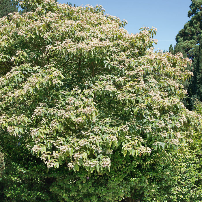 Clerodendrum trichotomum Carnival - Plants2Gardens