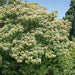 Clerodendrum trichotomum Carnival - Plants2Gardens