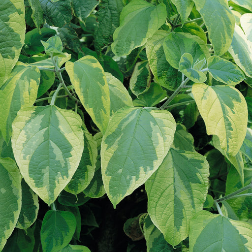 Clerodendrum trichotomum Carnival - Plants2Gardens