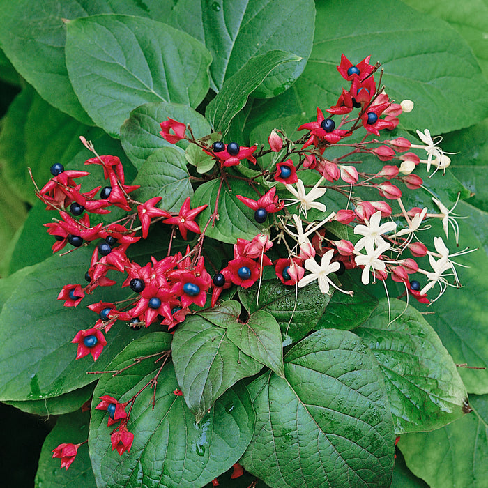 Clerodendrum trichotomum Carnival - Plants2Gardens