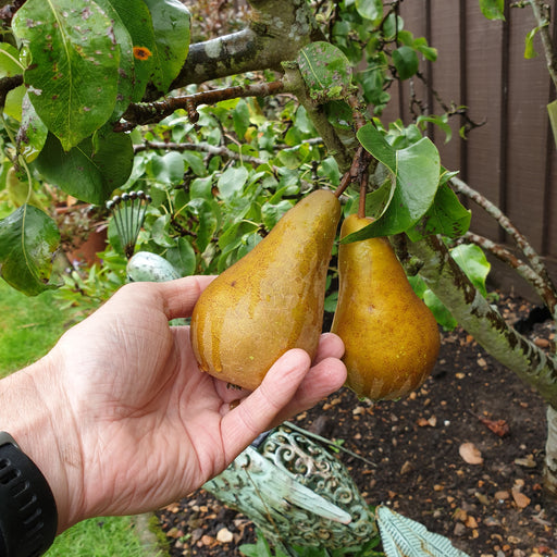 Pear Conference - Plants2Gardens