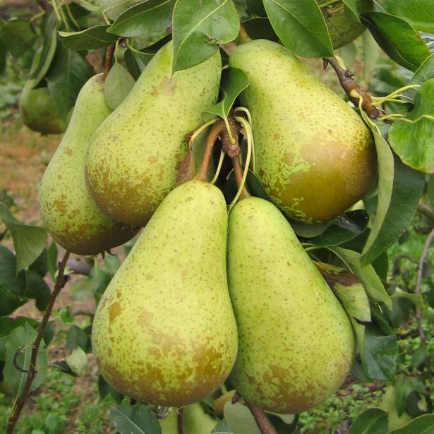 Pear Williams - Plants2Gardens