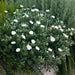 Convolvulus cneorum 3ltr - Plants2Gardens