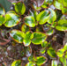 Coprosma Purple Haze 4.5 Ltr - Plants2Gardens