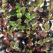 Coprosma Midnight Martini - Plants2Gardens