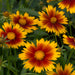 Coreopsis Uptick Collection 6 x 5cm - Plants2Gardens