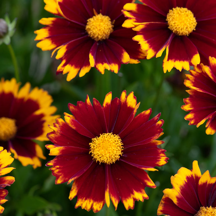 Coreopsis Uptick Collection 6 x 5cm - Plants2Gardens