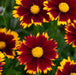 Coreopsis Uptick Collection 6 x 5cm - Plants2Gardens